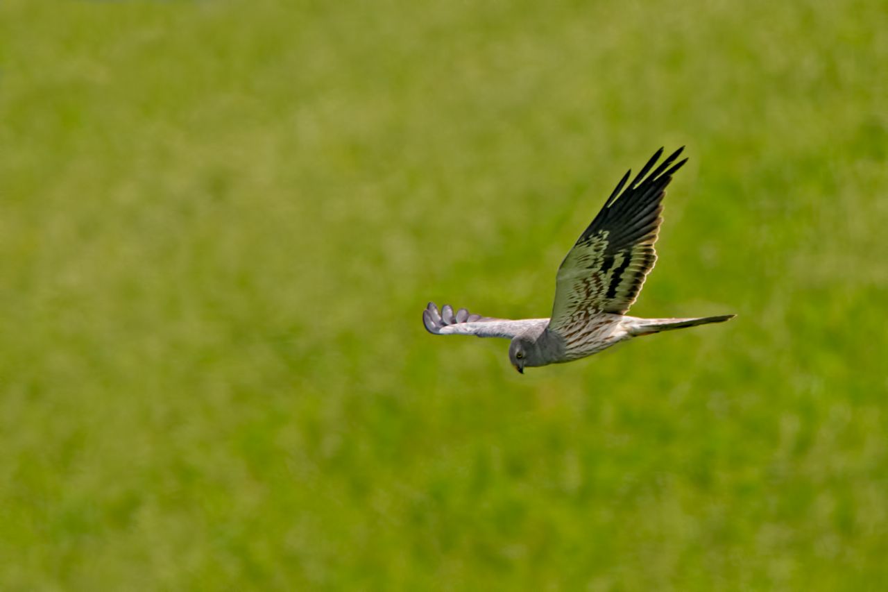 Albanella minore maschio (circus pygargus) ?